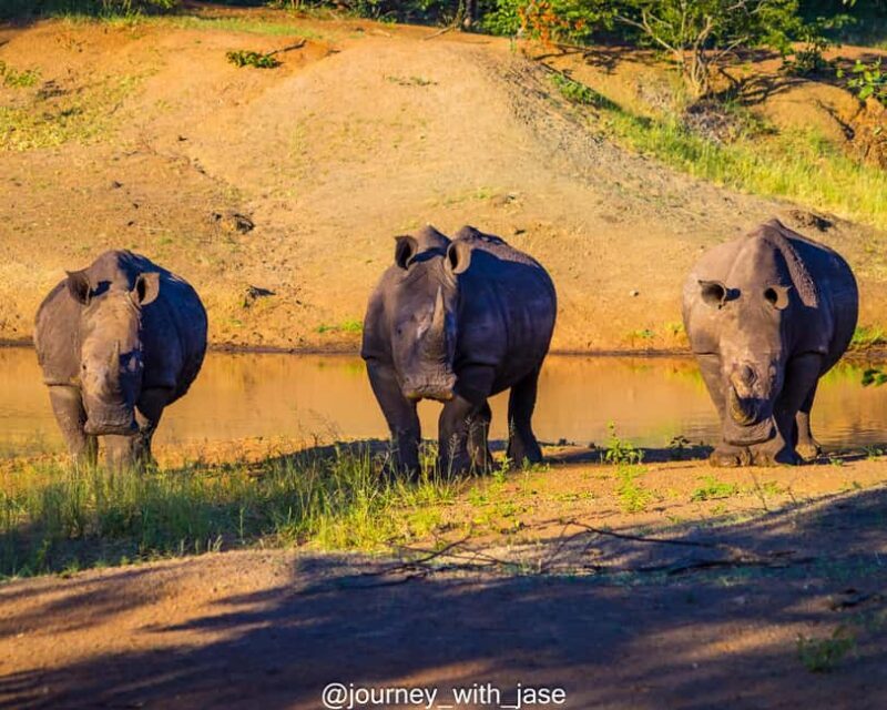 Rhino game drive - Mosi-oa-tunya national park - An In-Depth Look at the Rhino Game Drive Experience