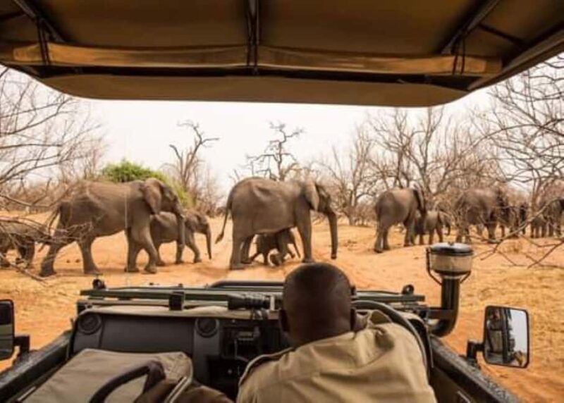 Rhino Game Drive - Who Would Love This Tour?