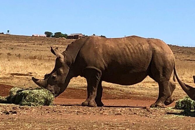 Rhino & Lion Nature Reserve - An Honest Look at the Rhino & Lion Nature Reserve Tour