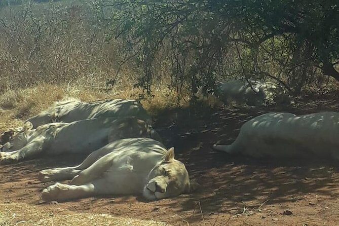 Rhino & Lion Nature Reserve - FAQ