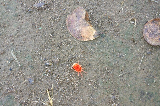 Rhino & Nature walk in the Musiotunya National Park - Key Points