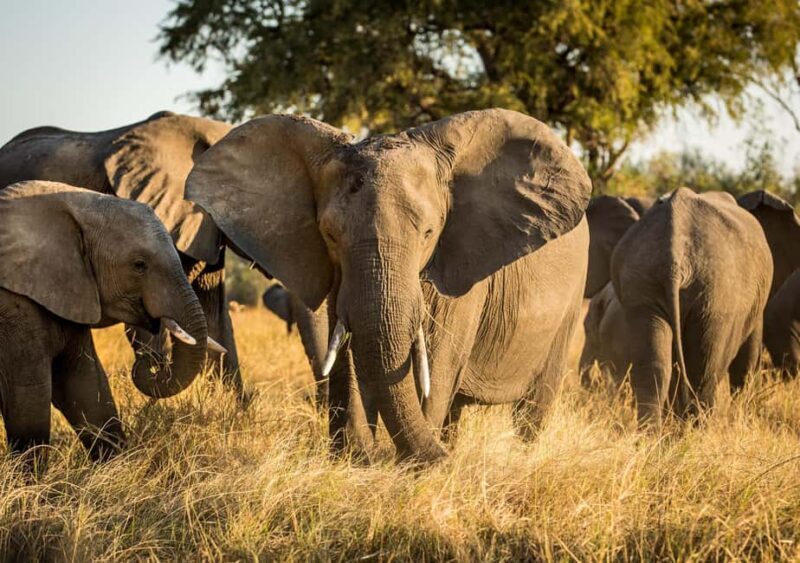 Rhino Safari game drive - An Overview of the Rhino Safari Experience