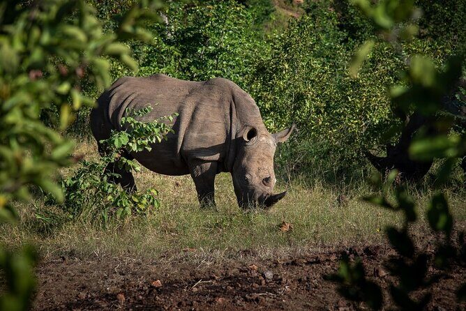 Rhino Walk - An In-Depth Look at the Rhino Walk Experience