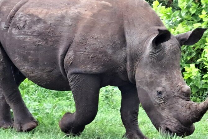 Rhino Walking Safari - Frequently Asked Questions