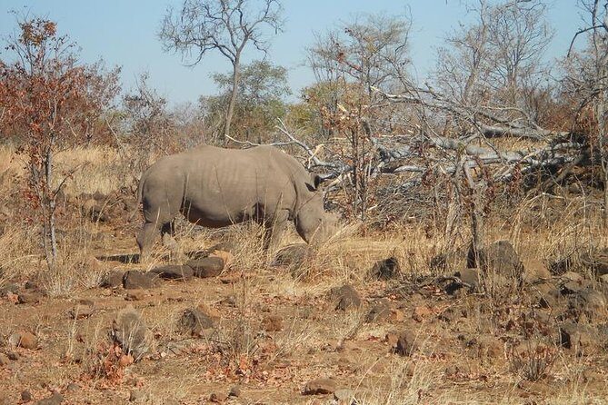 Rhino Walking Safari in the Musi Otunya National Park - The Itinerary in Detail