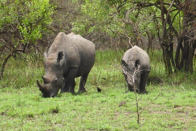Rhino Walking Safari in the Musi Otunya National Park - FAQ