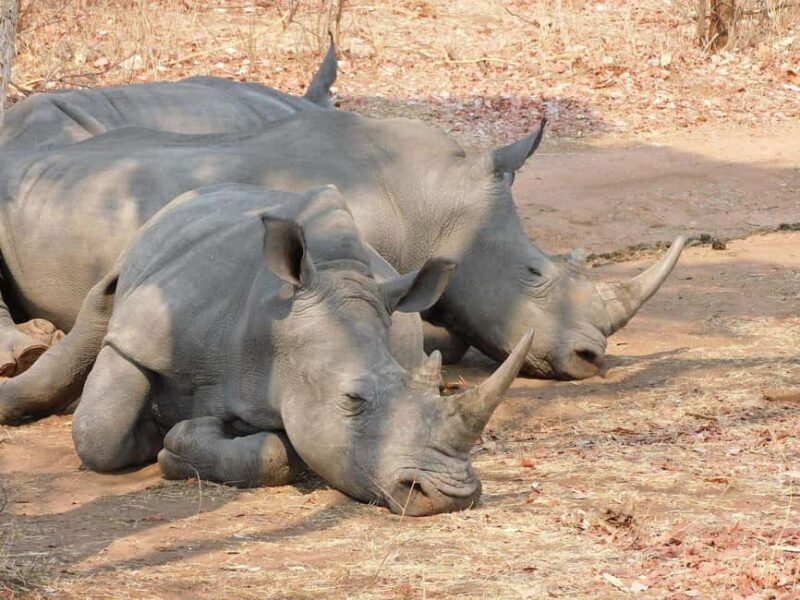 Rhino Walking Safari -Mosi -oa- Tunya National Park - Key Points