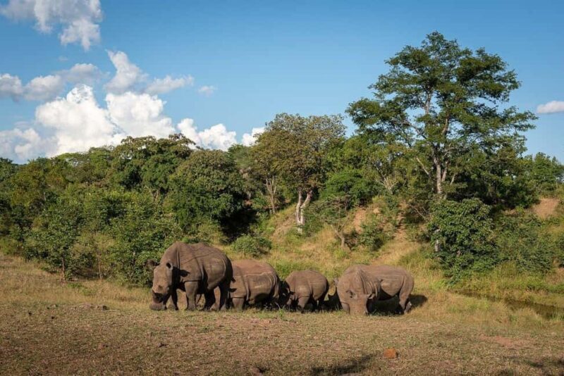 Rhino Walking Safari -Mosi -oa- Tunya National Park - An Authentic Walking Adventure in Mosi-oa-Tunya