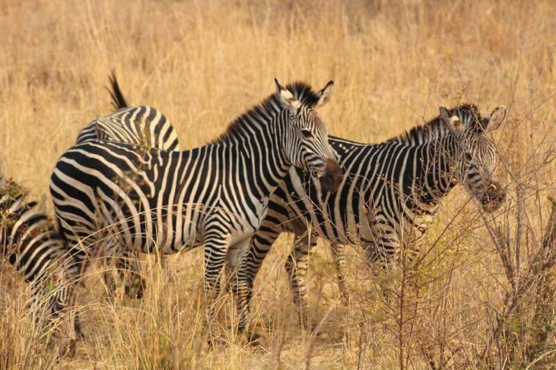 Rhino Walking Safari -Mosi -oa- Tunya National Park - Why This Safari Stands Out