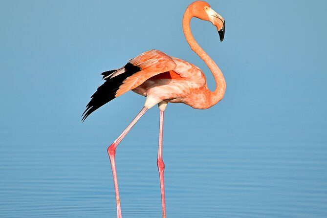 Ría Lagartos Biosphere Reserve & Las Coloradas Adventure - Exploring Yucatán’s Natural Wonders: A Detailed Look