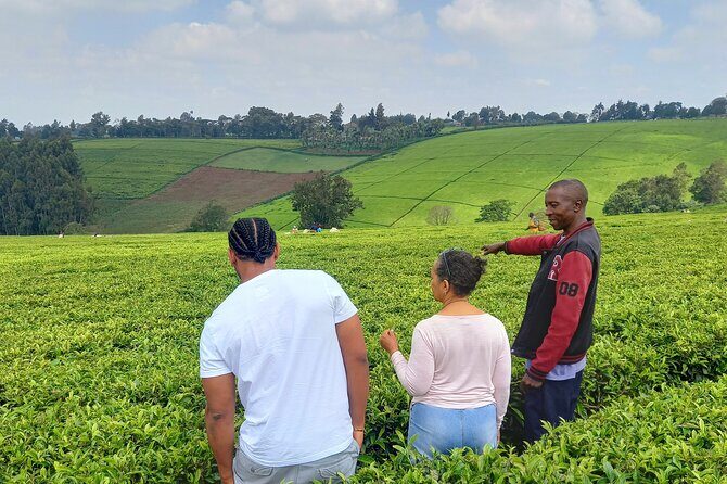 Riara tea farm tour with lunch and tea tasting from Nairobi - Exploring the Riara Tea Farm Tour from Nairobi: A Deep Dive