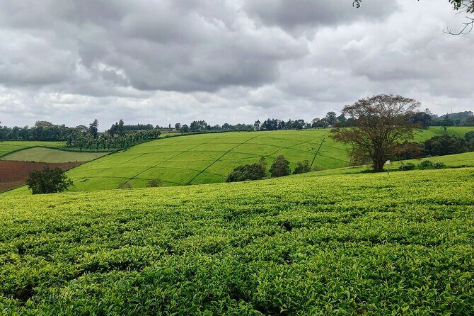 Riara tea farm tour with lunch and tea tasting from Nairobi - Analyzing Value and Practicalities