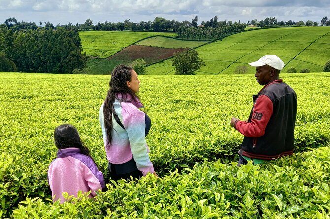 Riara tea farm tour with lunch and tea tasting from Nairobi - Who Should Consider This Tour?