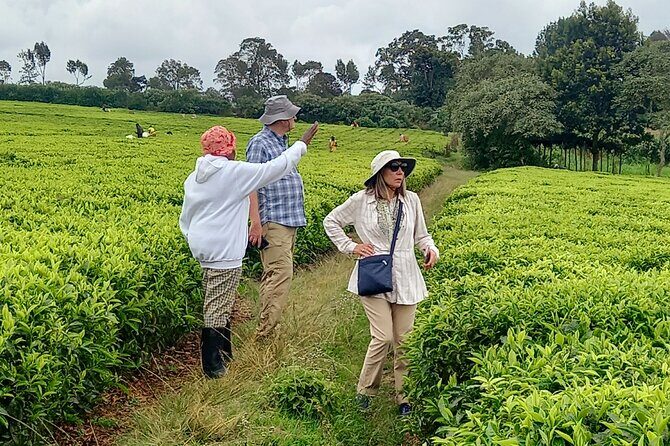 Riara tea farm tour with lunch and tea tasting from Nairobi - FAQ