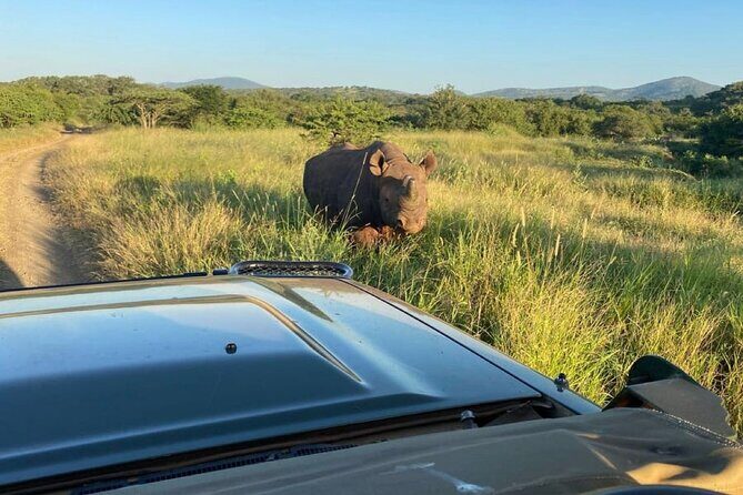 Richards Bay: Big 5 Luxury Safari at Manyoni Private Game Reserve - What to Expect on the Safari