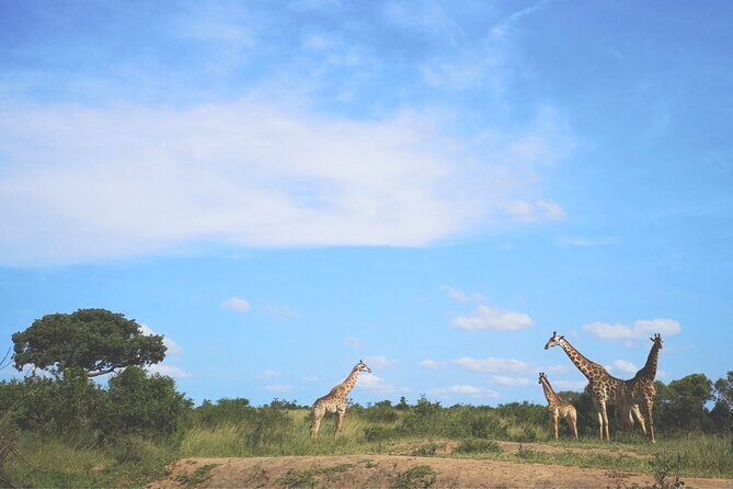 Richards Bay: Big 5 Luxury Safari at Manyoni Private Game Reserve - Frequently Asked Questions