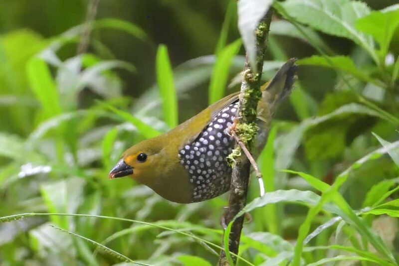 Richards Bay: Dlinza Forest Bird Watching Tour - Key Points