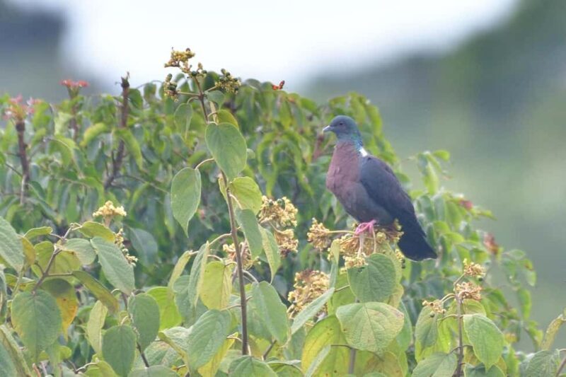 Richards Bay: Dlinza Forest Bird Watching Tour - An In-Depth Look at the Dlinza Forest Bird Watching Tour