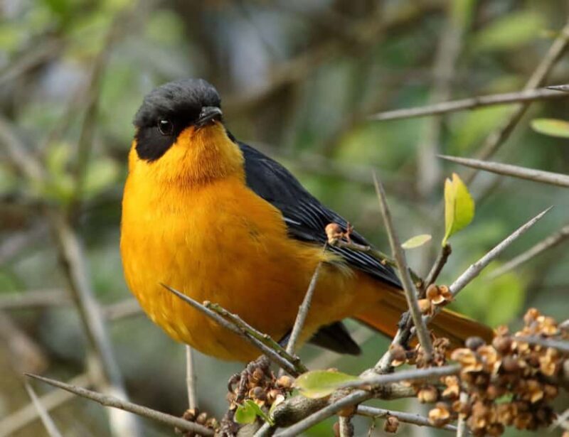 Richards Bay: Dlinza Forest Bird Watching Tour - FAQ