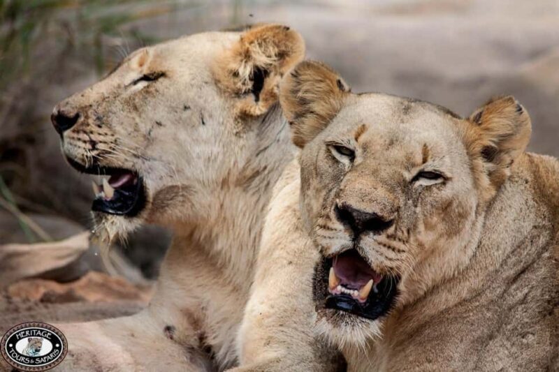 Richards Bay: Hluhluwe Imfolozi Game Reserve Safari Tour - A Closer Look at the Hluhluwe Imfolozi Safari Tour