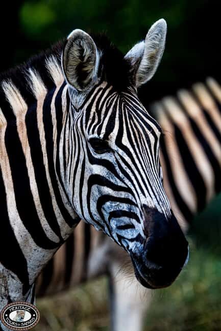Richards Bay: Hluhluwe Imfolozi Game Reserve Safari Tour - FAQ