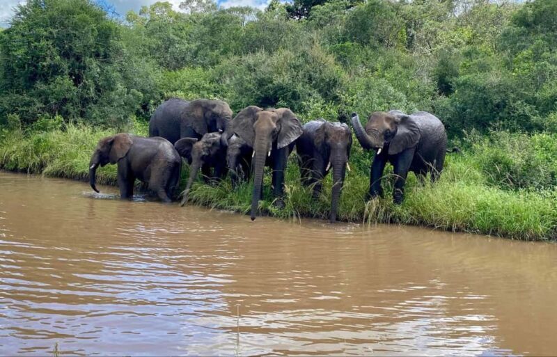 Richards Bay: Hluhluwe Imfolozi Park Excursion - Key Points