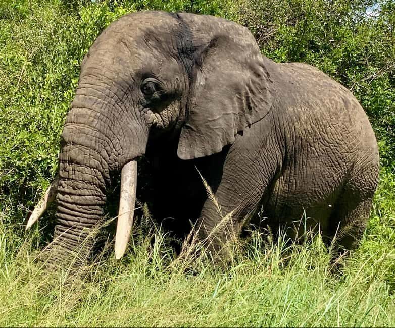 Richards Bay: Hluhluwe Imfolozi Park Excursion - An Authentic Introduction to South Africa’s Wilderness