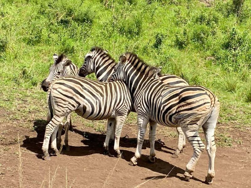Richards Bay: Hluhluwe Imfolozi Park Excursion - The Landscape and Wildlife: Visualizing the Journey