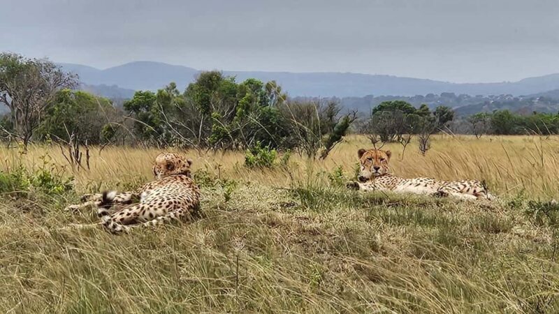 Richards Bay: Hluhluwe Imfolozi Park Excursion - Why Choose This Tour?