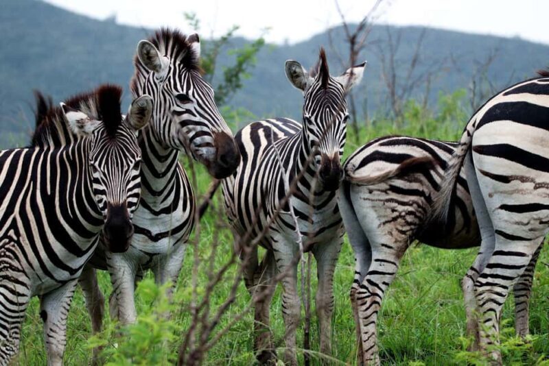 Richards Bay: Hluhluwe Imfolozi Park Excursion - Practical Details: What Travelers Need to Know