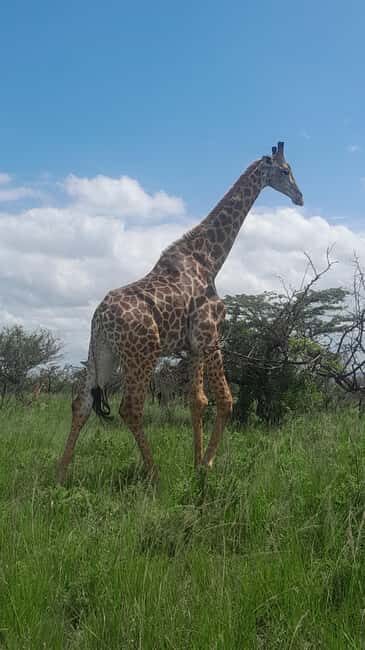 Richards Bay: Hluhluwe Imfolozi Park Excursion - Final Thoughts: Is It Worth It?