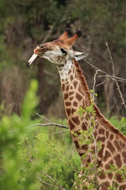 Richards Bay: Hluhluwe Imfolozi Park Excursion - FAQ