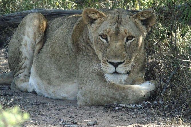Richards Bay Shore Excursion: Small Group Hluhluwe & St Lucia - FAQs