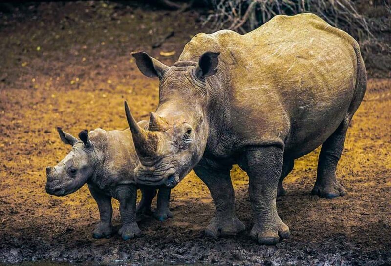 Richards Bay to Hluhluwe-Imfolozi Park Safari Full Day Tour - Introduction