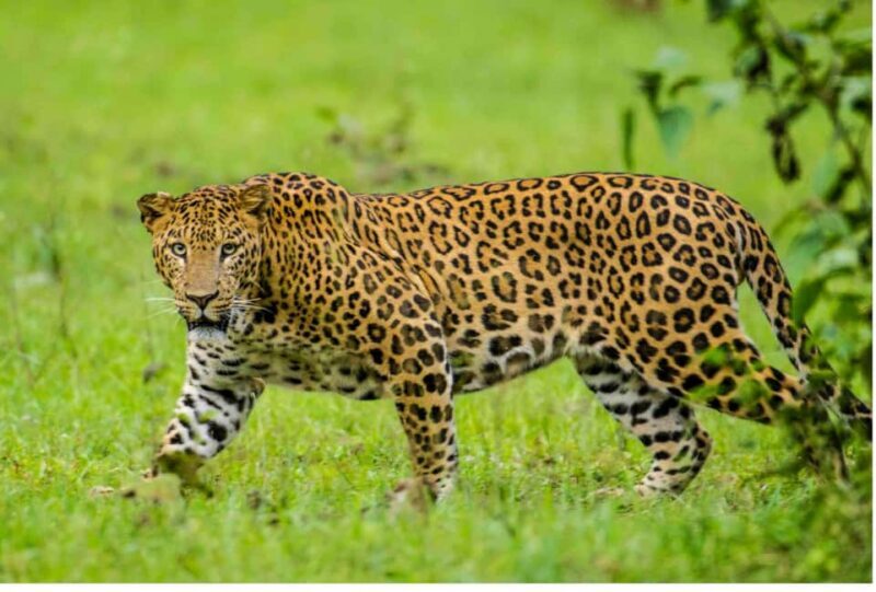 Richards Bay to Hluhluwe-Imfolozi Park Safari Full Day Tour - Key Points