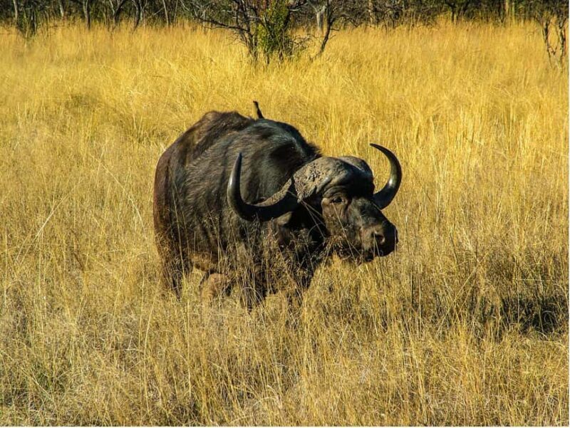Richards Bay to Hluhluwe-Imfolozi Park Safari Full Day Tour - What’s Included and What’s Not