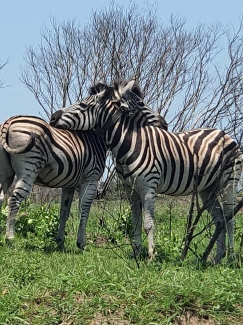 Richards Bay to Hluhluwe-Imfolozi Park Safari Full Day Tour - Who Will Enjoy This Tour?
