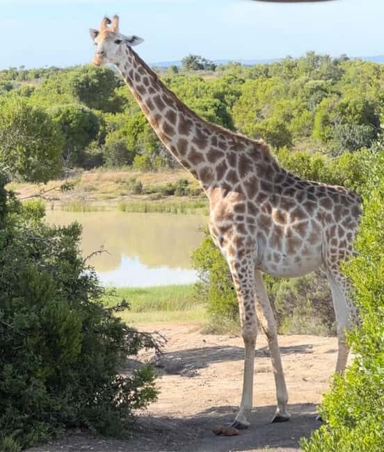 Richards Bay to Hluhluwe-Imfolozi Park Safari Full Day Tour - The Sum Up