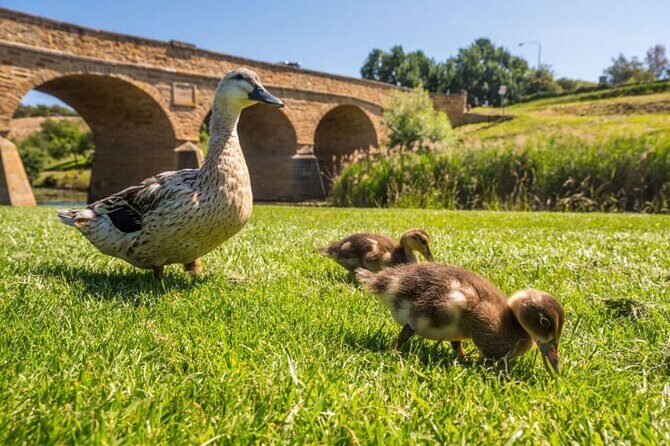 Richmond Village And Kunanyi and Mt Wellington Combo Tour - Who Should Consider This Tour?