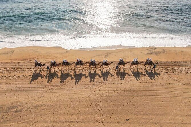 Ride the Wild Camel Safari and Off Road Rush - Details That Matter
