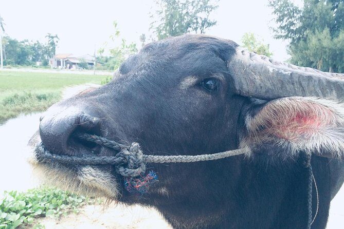 Riding Water Buffalo Hoi An Private Bike Tour - Introduction: What to Expect from the Water Buffalo Bike Tour