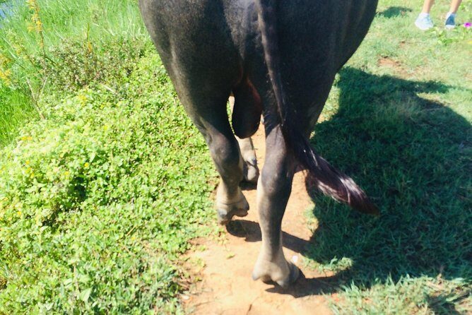 Riding Water Buffalo Hoi An Private Bike Tour - The Practical Side: What to Know Before You Book