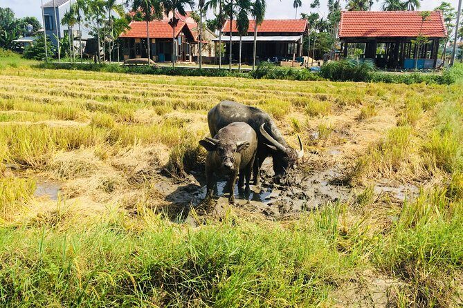 Riding Water Buffalo Hoi An Private Bike Tour - FAQs