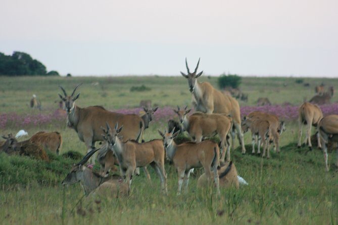 Rietvlei Nature Reserve half-day tour from Pretoria, every TUESDAY - An In-Depth Look at the Tour Experience