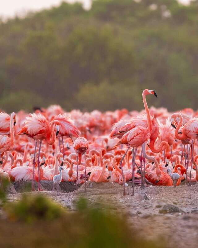 Rio Lagartos and Las Coloradas: EcoSafari Flamingo Luxury - FAQs