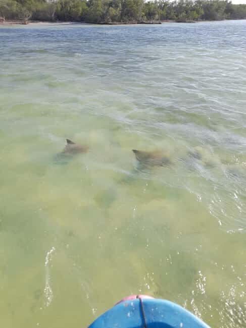 Rio Lagartos and San Felipe: Cerritos Island, adventure tour and Mayan culture. - Key Points