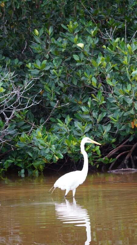 Rio Lagartos and San Felipe: Isla Cerritos, Cenote Kambulnah and Pesca. - An Overview of the Tour Experience