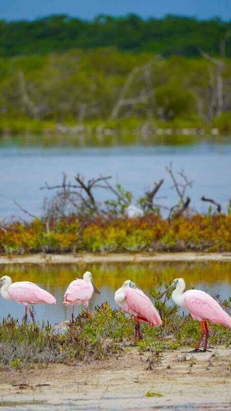 Rio Lagartos and San Felipe: Isla Cerritos, Cenote Kambulnah and Pesca. - Isla Bonita: The Virgin Beach