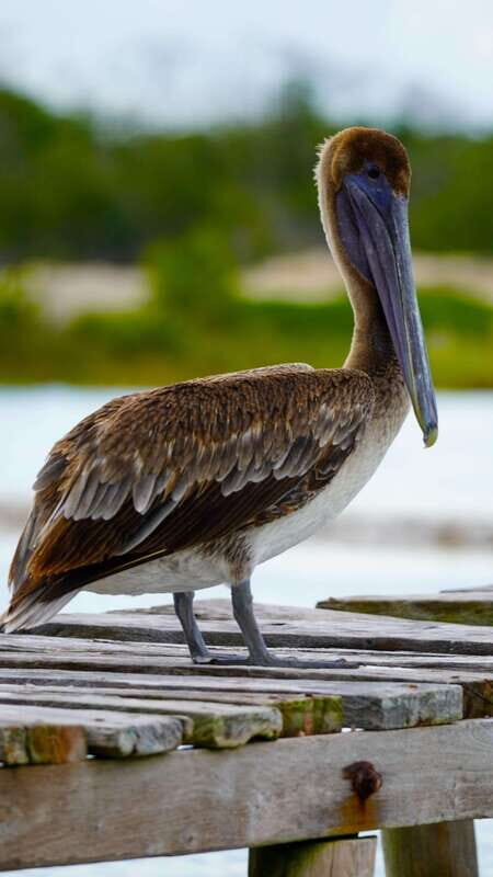 Rio Lagartos and San Felipe: Isla Cerritos, Cenote Kambulnah and Pesca. - What to Expect on the Day