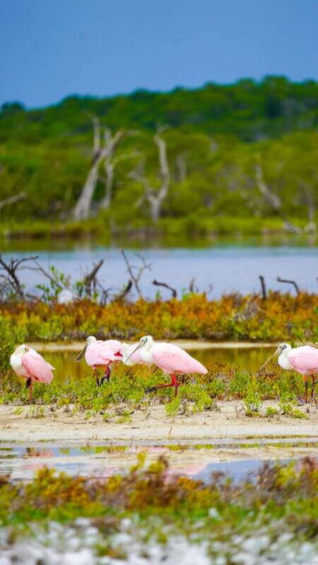 Rio Lagartos and San Felipe: Isla Cerritos, Cenote Kambulnah and Pesca. - Authentic, Balanced, and Fun
